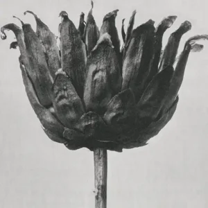 Bild für die Dienstleistung